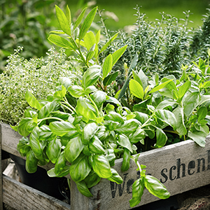 Wooden crate with variety of potted culinary herbs